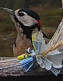 Best image of Great spotted woodpecker