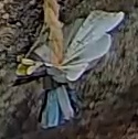 Best image of Azure tit