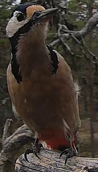 Best image of Great spotted woodpecker