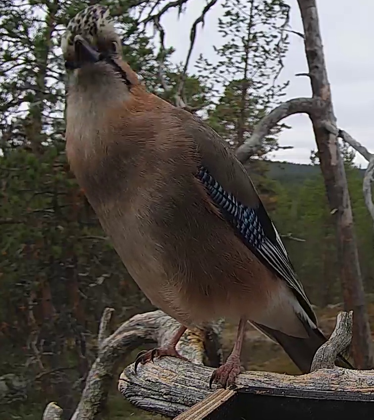 Best image of Eurasian jay