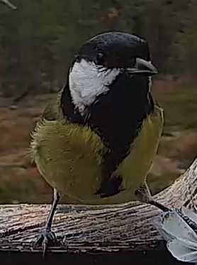 Best image of Great tit