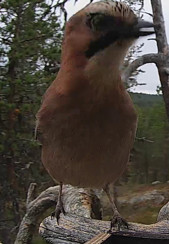 Best image of Eurasian jay