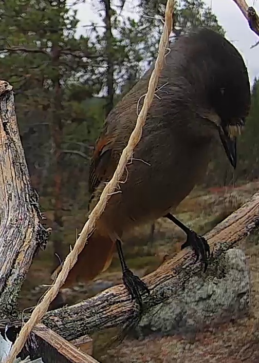 Best image of Siberian jay