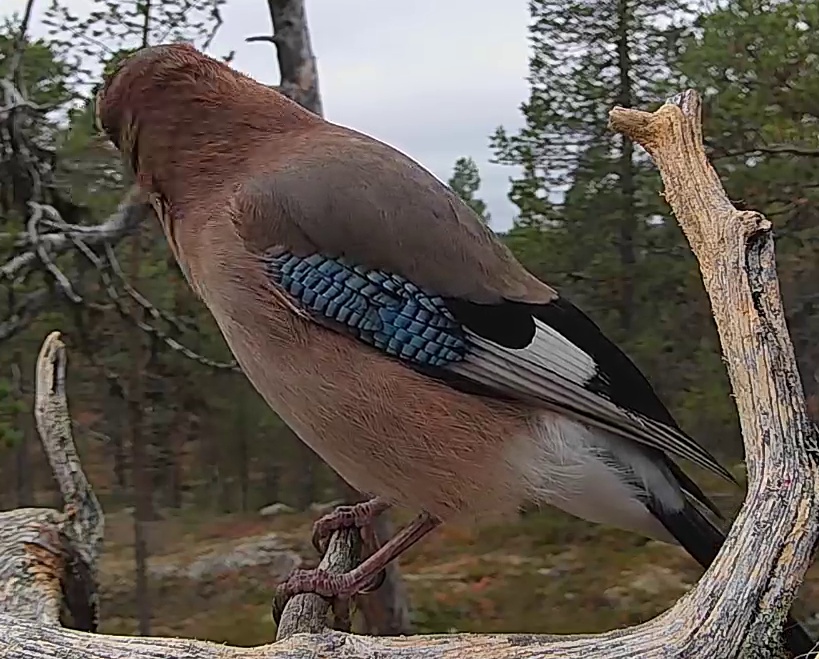 Best image of Eurasian jay