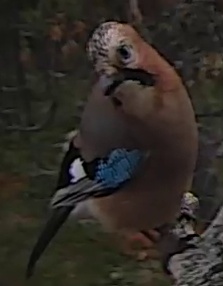 Best image of Eurasian jay