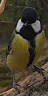 Best image of Great tit
