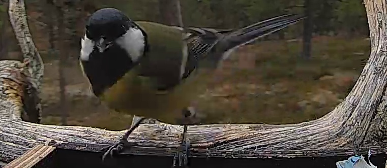 Best image of Great tit