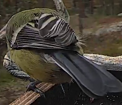 Best image of Great tit