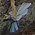 Best image of Azure tit