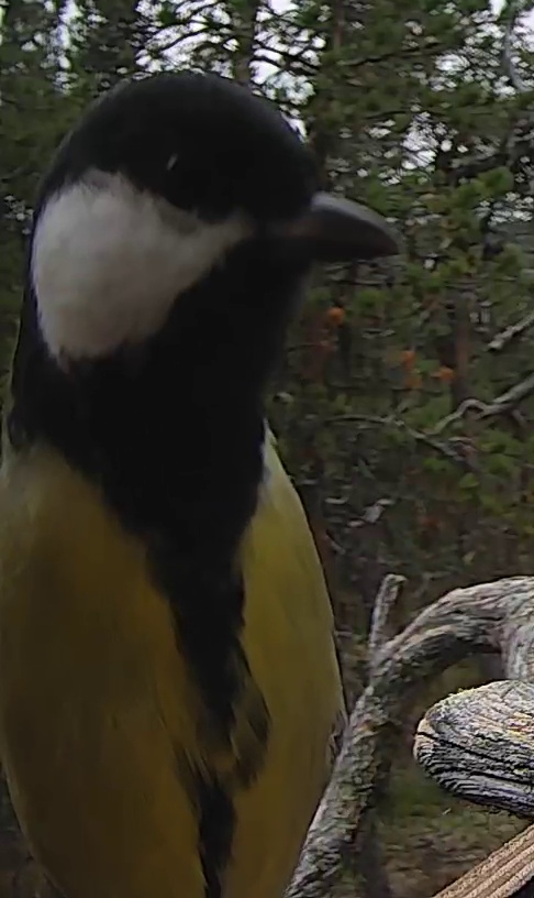 Best image of Great tit