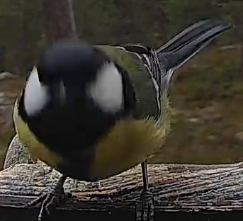 Best image of Great tit