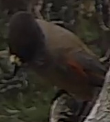 Best image of Black-crowned tchagra