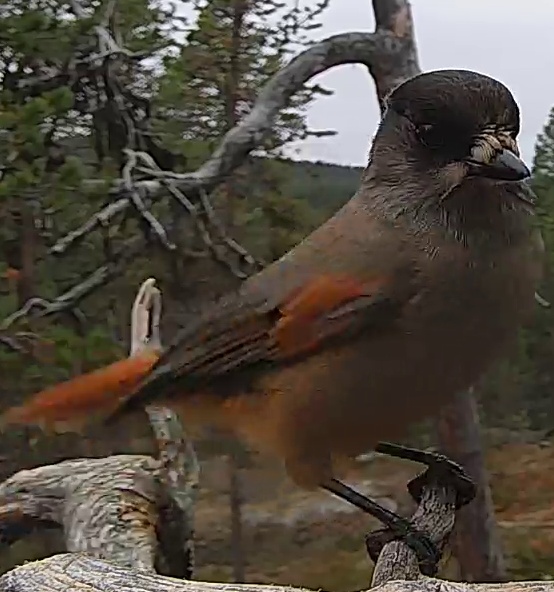 Best image of Siberian jay