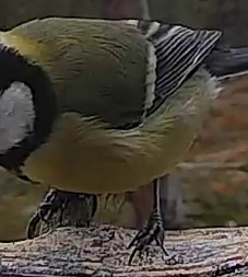 Best image of Great tit