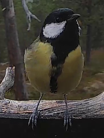 Best image of Great tit