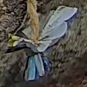 Best image of Azure tit