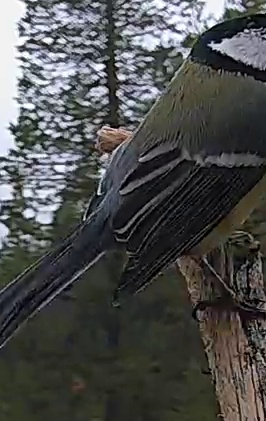 Best image of Great tit