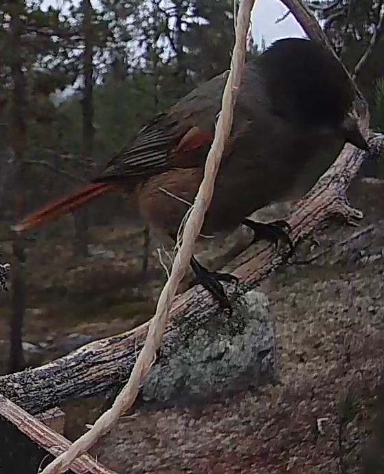 Best image of Siberian jay
