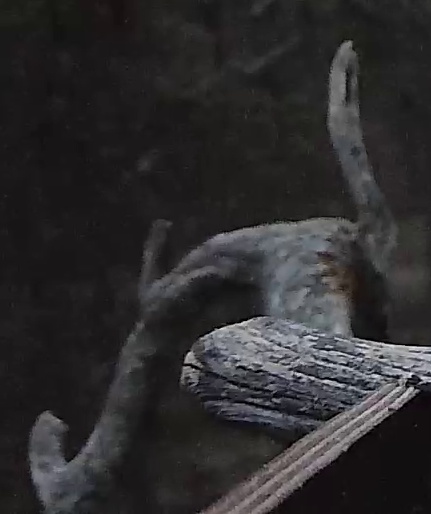 Best image of Barn owl