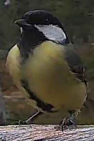 Best image of Great tit