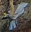Best image of Short-toed snake eagle