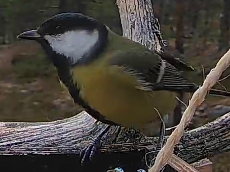 Best image of Great tit