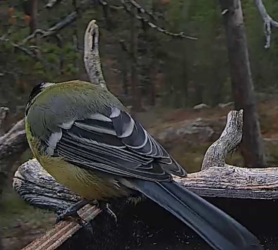 Best image of Great tit
