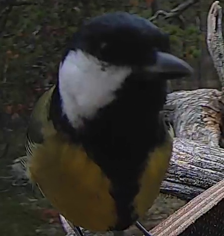 Best image of Great tit