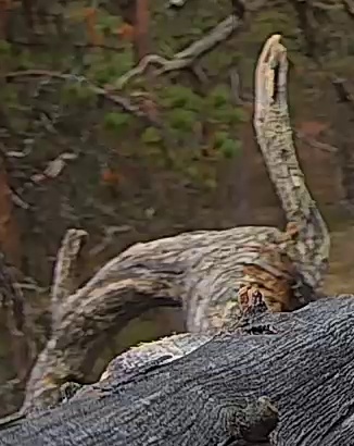 Best image of Helmeted guineafowl