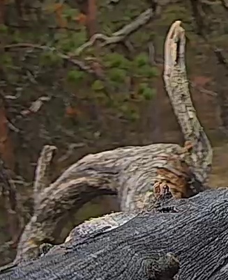Best image of Helmeted guineafowl