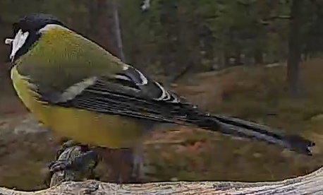 Best image of Great tit