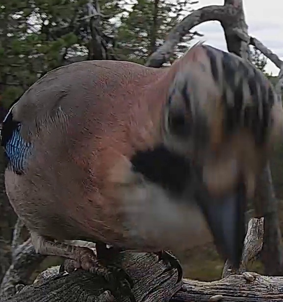 Best image of Eurasian jay