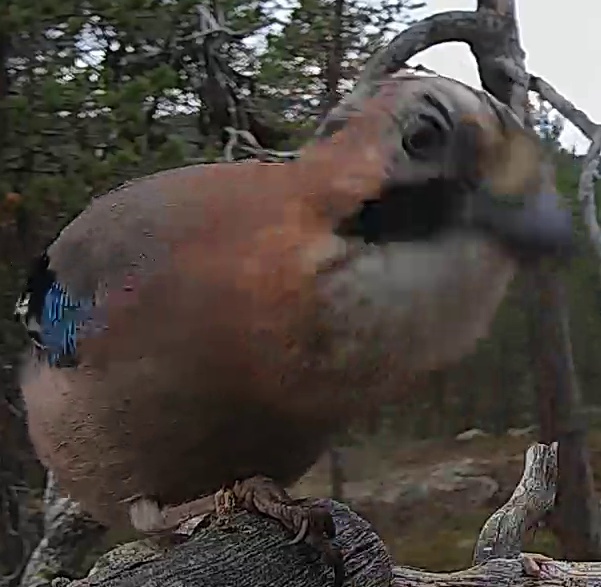 Best image of Eurasian jay