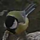 Best image of Great tit