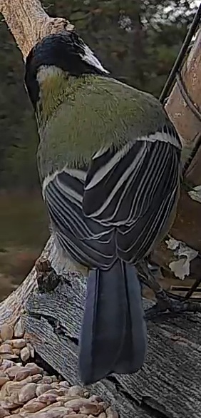Best image of Great tit