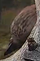 Best image of Short-toed snake eagle