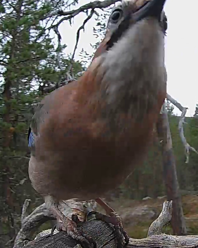 Best image of Eurasian jay