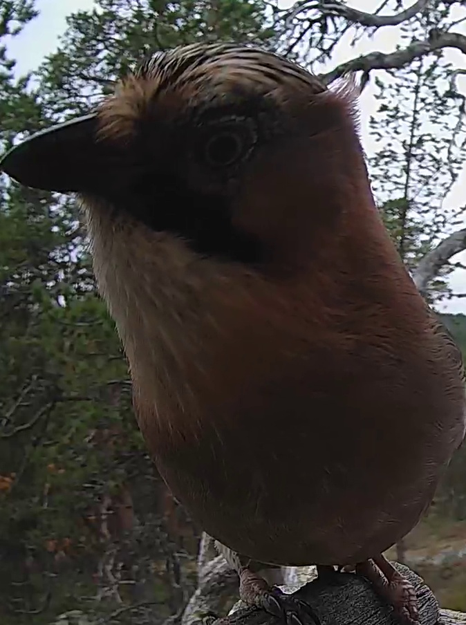 Best image of Eurasian jay