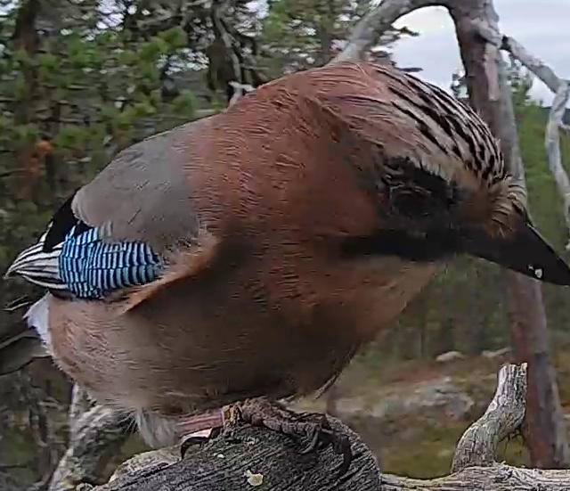 Best image of Eurasian jay