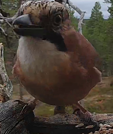 Best image of Eurasian jay