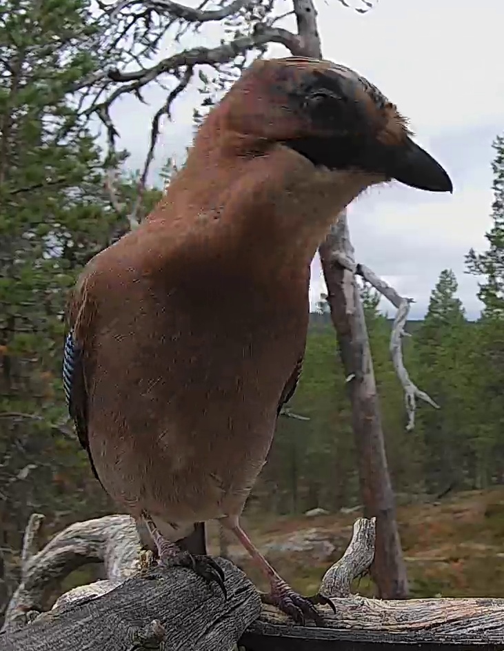 Best image of Eurasian jay