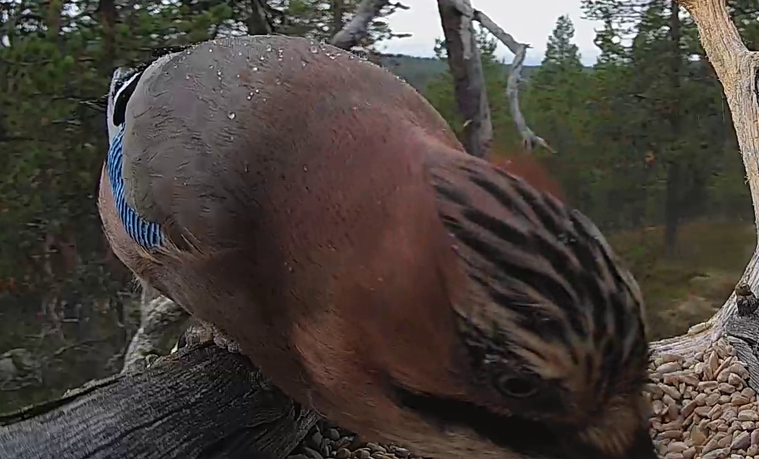 Best image of Eurasian jay