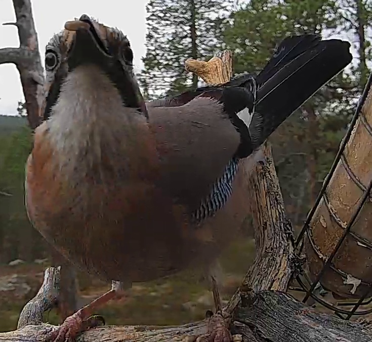 Best image of Eurasian jay