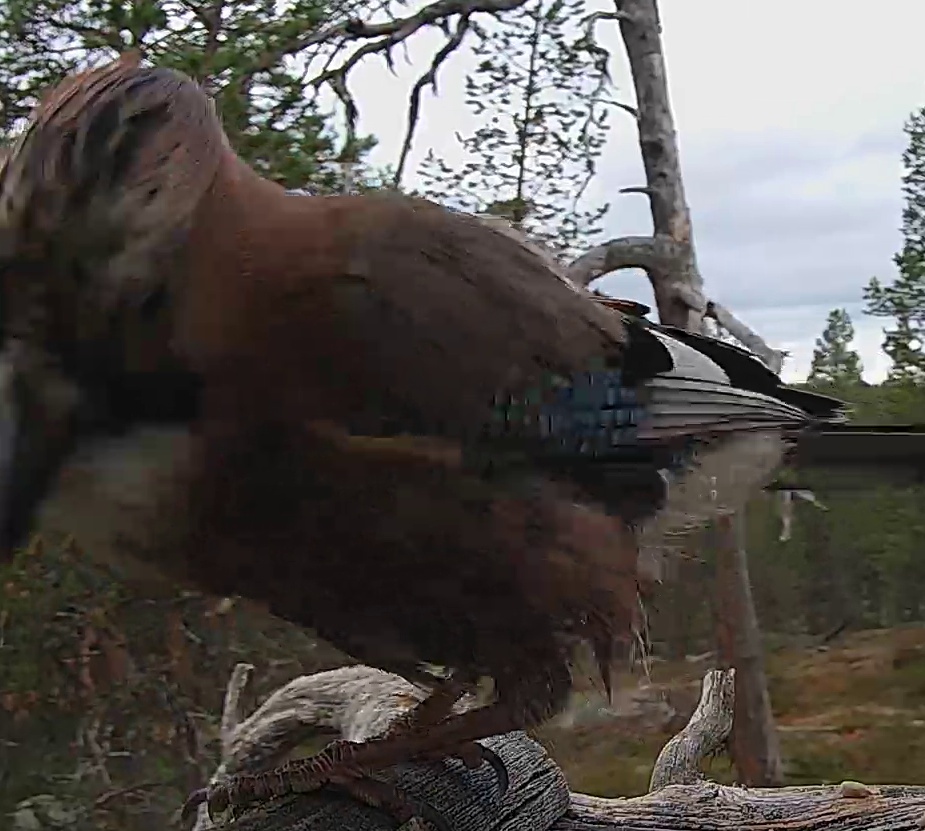 Best image of Eurasian jay