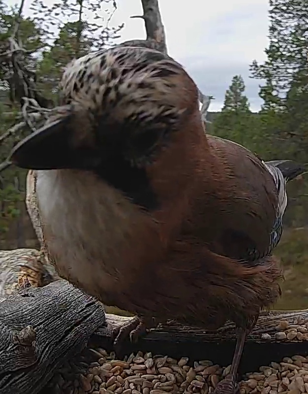 Best image of Eurasian jay