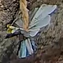 Best image of Azure tit
