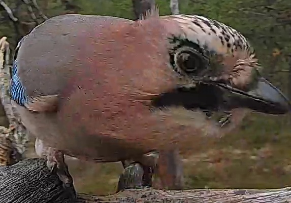 Best image of Eurasian jay