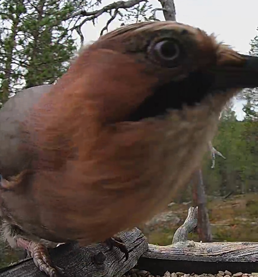 Best image of Eurasian jay