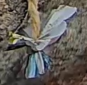 Best image of Short-toed snake eagle