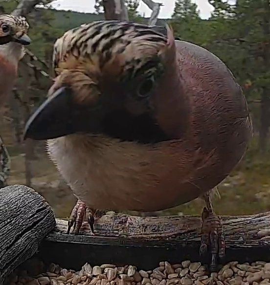 Best image of Eurasian jay